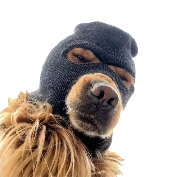 SKI MASK DOG